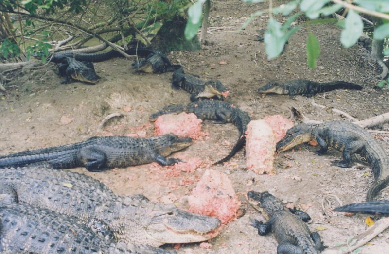 015-Food time for the alligators.jpg